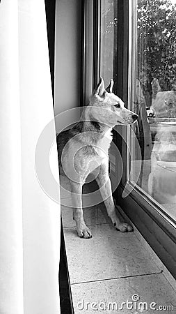 Dog stares by window 2 Stock Photo