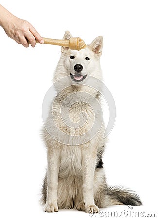 Dog staring at a dog bone holding by a human hand Stock Photo
