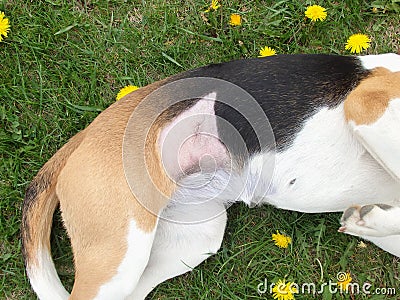 Dog after sterilization. Suture after surgery. Estonian hound in rehabilitation after the clinic. Healing dog belly after surgery Stock Photo