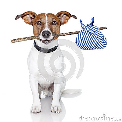 Dog with a stick Stock Photo