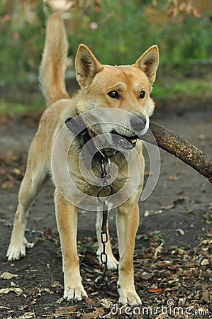 Dog with a stick in his mouth Stock Photo