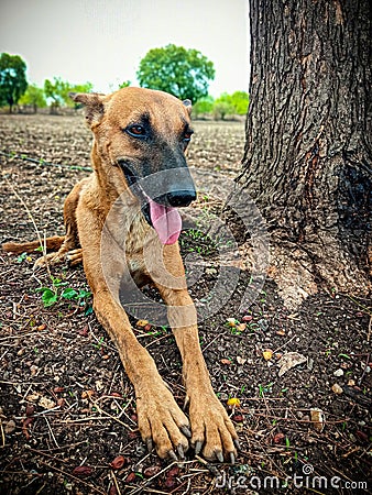 Dog (Street Dog)ðŸ¶ Stock Photo