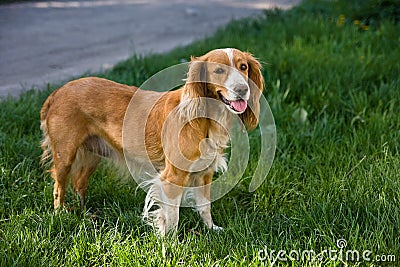 Dog in the street Stock Photo