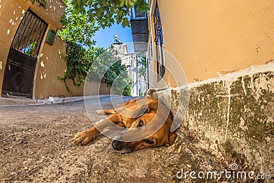 Dog street vision Stock Photo