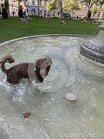 Dog in the the fountain in the summer heat Editorial Stock Photo