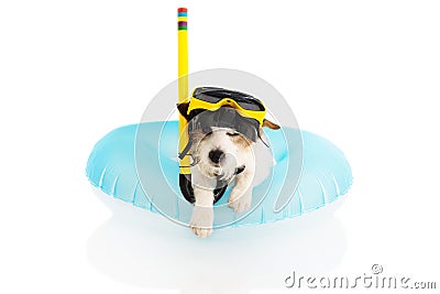 DOG SUMMER VACATIONS. JACK RUSSELL SUNBATHING WITH BLUE AIR POOL AND SNORKEL GOGGLES ON HOLIDAYS. ISOLATED AGAINST WHITE Stock Photo