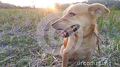 Dog With Sun Set Stock Photo