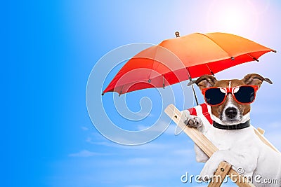 Dog sunbathing on a deck chair Stock Photo