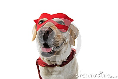 DOG SUPER HERO COSTUME. LABRADOR WEARING A RED MASK AND A CAPE. CARNIVAL, MARDI GRAS OR HALLOWEEN. ISOLATED STUDIO SHOT ON WHITE Stock Photo