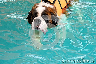 The dog swimming in pool.Dog swimming pool in summer day. Stock Photo