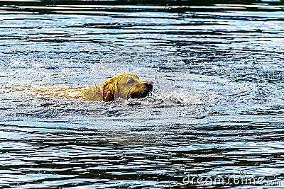 Dog swimming in Stake Lake near Kamloops British Columbia, Canada Stock Photo