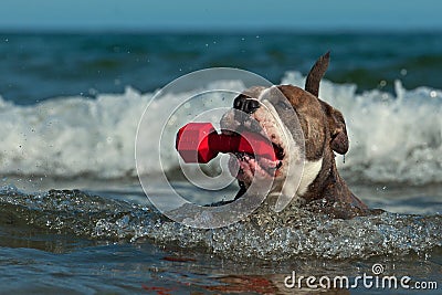 A dog swims with her toy in a wavy sea Stock Photo