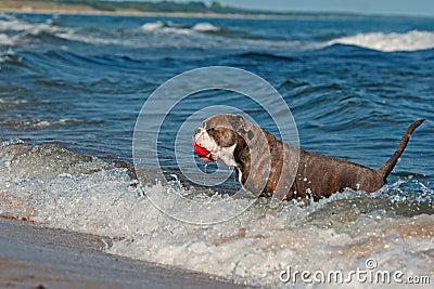 A dog swims with her toy in a wavy sea Stock Photo