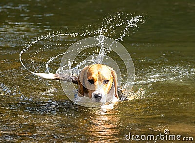 Beagle dog swishing a wet tail in a river. Beads of water frozen in the air. Stock Photo