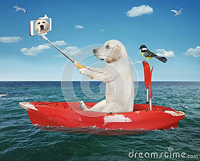 Dog takes selfie in row boat 2 Stock Photo