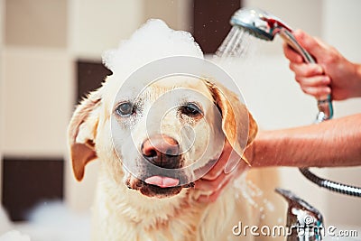 Dog taking a bath Stock Photo