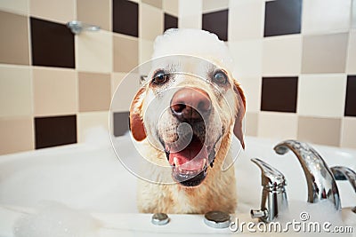 Dog taking a bath Stock Photo