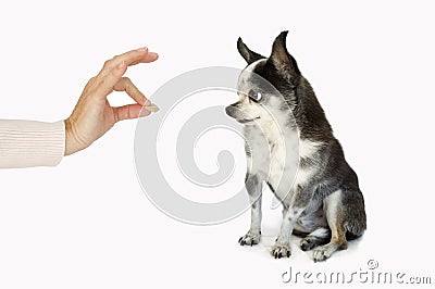 Dog taking a treat Stock Photo