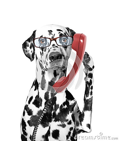 The dog is talking over the old phone Stock Photo