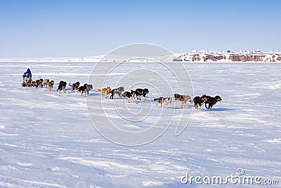 Dog team on the ice of the Anadyr estuary. Stock Photo