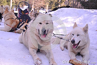 Dog teams competing on winter snow Stock Photo