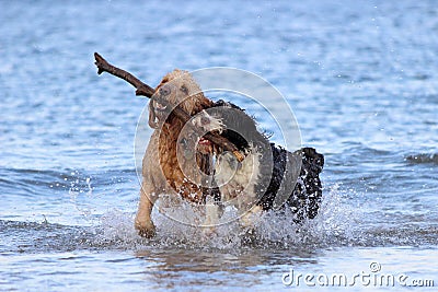 Dog Teamwork - Fetching a Stick Stock Photo