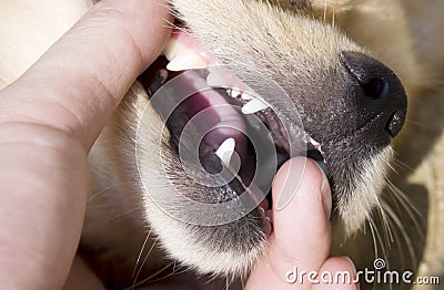 Dog teeth detail in hand Stock Photo