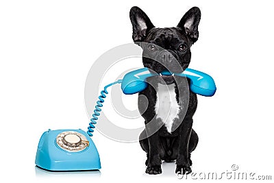 Dog telephone phone Stock Photo