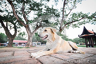 Dog In The Temple Stock Image | CartoonDealer.com #119780929