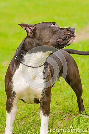 Dog of terrier Close-up Stock Photo