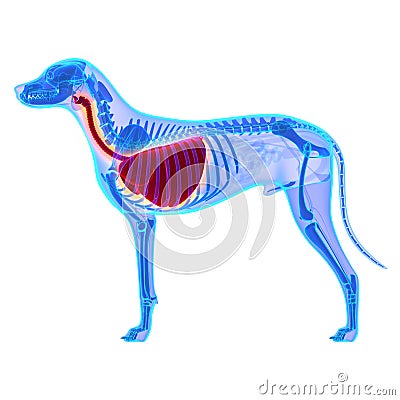 Dog Thorax / Lungs Anatomy - Canis Lupus Familiaris Anatomy - is Stock Photo