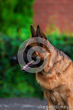 Portrait An obedient trained German Shepherd sits. Stock Photo