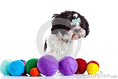 Dog with threadballs isolated on white background Stock Photo