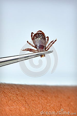 Dog Tick Removal Stock Photo