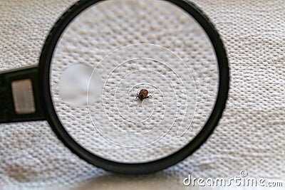 Dog Tick on the skin under fur Sucking the blood of dogs and insect spreading pathogens Stock Photo