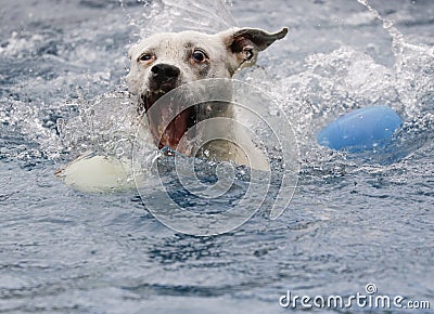 Dog about to grab a ball in the pool Stock Photo