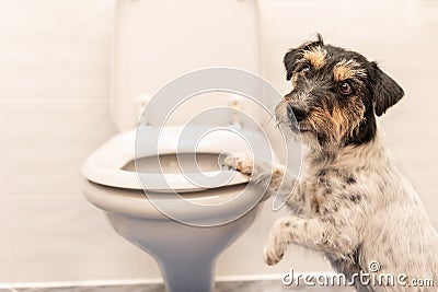 Dog on the toilet - Jack Russell Terrier Stock Photo