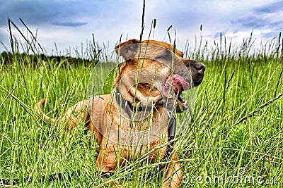 Dog,tongue,meadow,sky,bestfriends Stock Photo