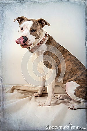 Dog with tongue out and peanut butter on chin Stock Photo