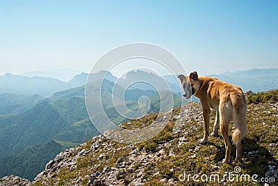 Dog on the top of Big Tkhach mountain, view to Acheshbok mountain, Russia Stock Photo