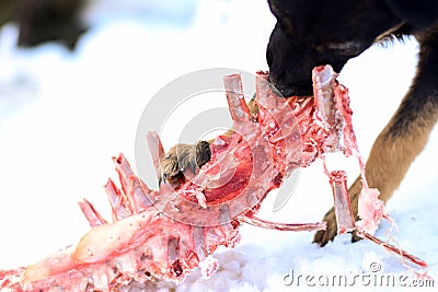 Dog tormenting the remains of an animal in the snow Stock Photo