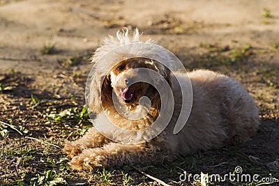 Dog Toy poodle apricot color Stock Photo