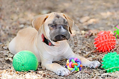 Dog Toys Stock Photo