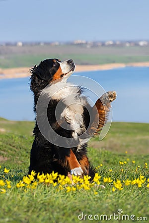 Dog trained to perform tricks Stock Photo