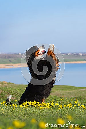 Dog trained to perform tricks Stock Photo