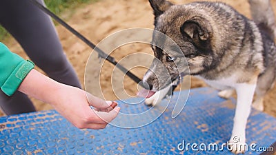 Dog trainer hand giving a treat to obedient dog. training west siberian laika on the polygon Stock Photo