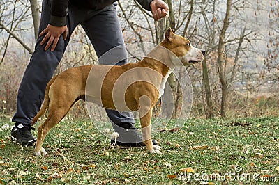 Dog Training Stock Photo