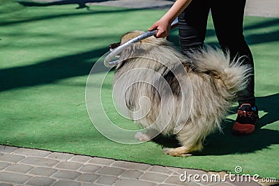 Dog training fun canine animal, sport fast Stock Photo