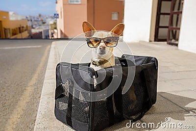 Dog in transport box or bag ready to travel Stock Photo