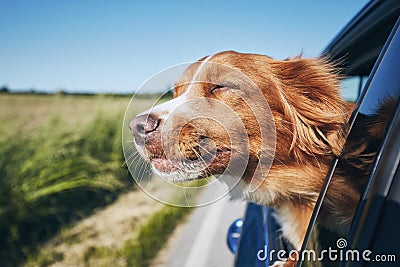 Dog travel by car Stock Photo
